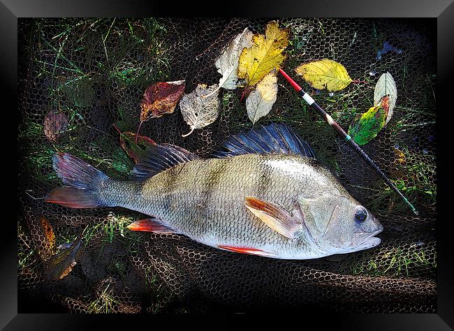 Autumn Perch Framed Print by Anthony R Dudley (LRPS)