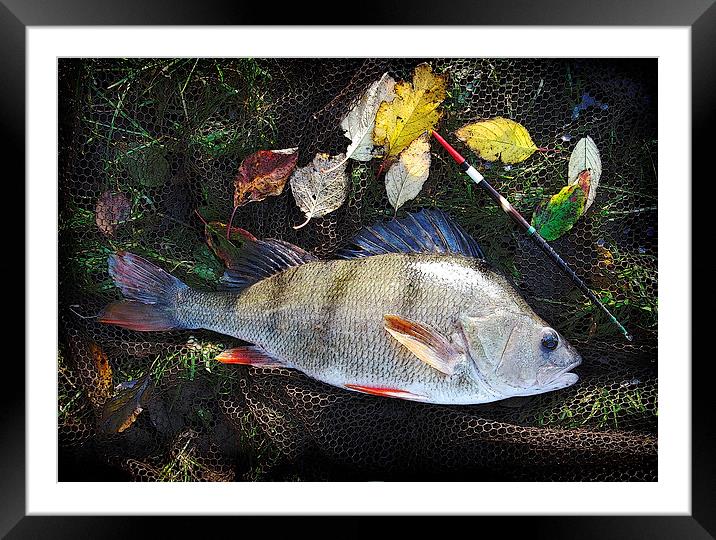 Autumn Perch Framed Mounted Print by Anthony R Dudley (LRPS)