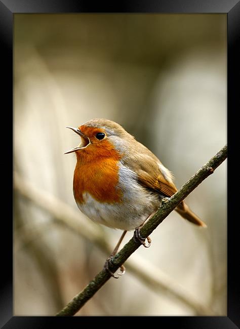 ROBIN IN FULL SONG Framed Print by Anthony R Dudley (LRPS)