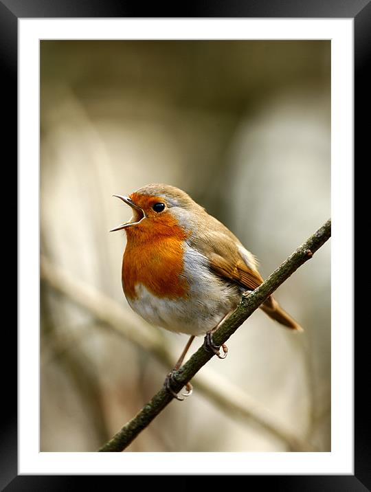 ROBIN IN FULL SONG Framed Mounted Print by Anthony R Dudley (LRPS)