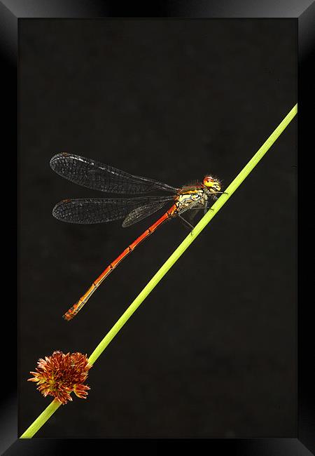 LARGE RED DAMSELFLY Framed Print by Anthony R Dudley (LRPS)