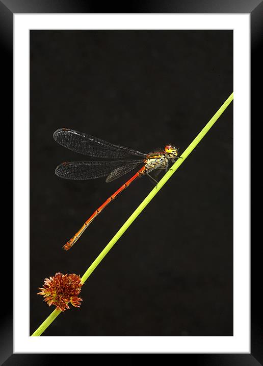 LARGE RED DAMSELFLY Framed Mounted Print by Anthony R Dudley (LRPS)