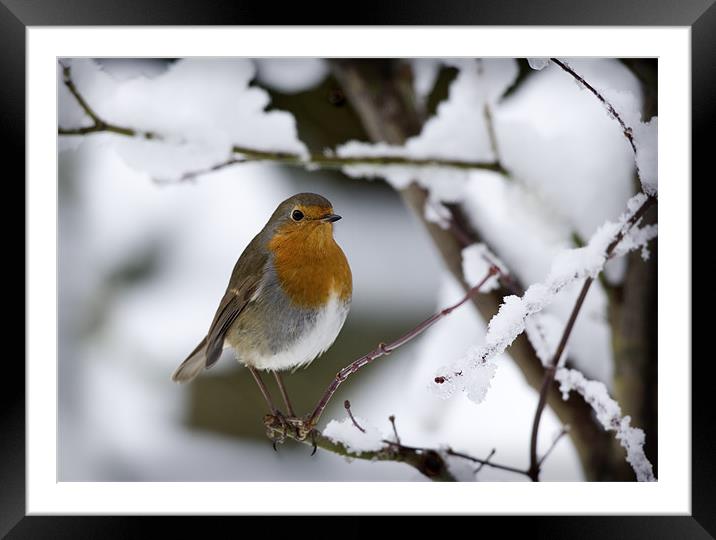 ROBIN IN THE SNOW Framed Mounted Print by Anthony R Dudley (LRPS)