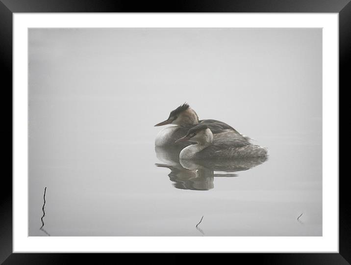 GREBES IN THE MIST Framed Mounted Print by Anthony R Dudley (LRPS)