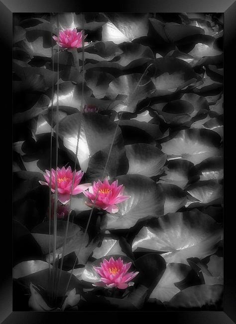 RED WATER LILIES Framed Print by Anthony R Dudley (LRPS)