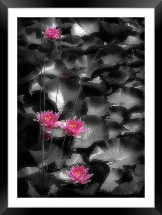 RED WATER LILIES Framed Mounted Print by Anthony R Dudley (LRPS)