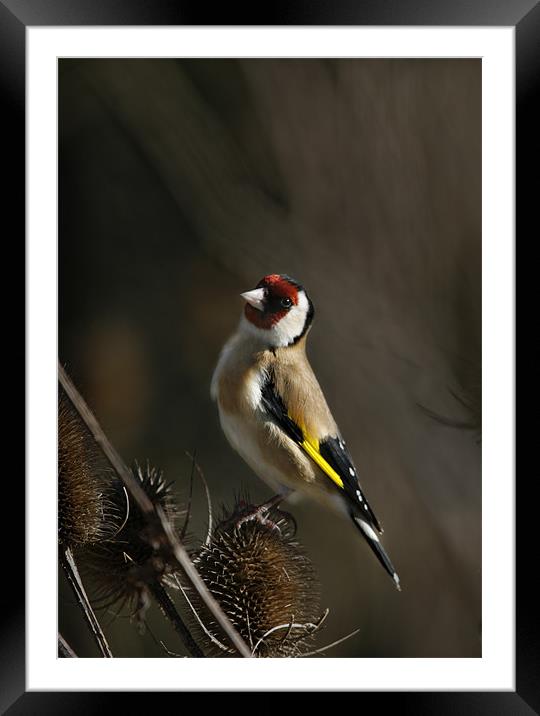 GOLDFINCH Framed Mounted Print by Anthony R Dudley (LRPS)