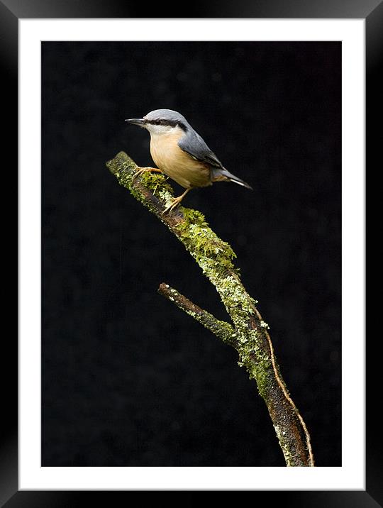 NUTHATCH Framed Mounted Print by Anthony R Dudley (LRPS)