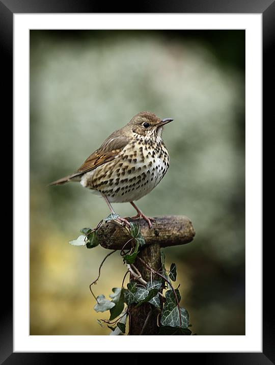 SONG THRUSH Framed Mounted Print by Anthony R Dudley (LRPS)