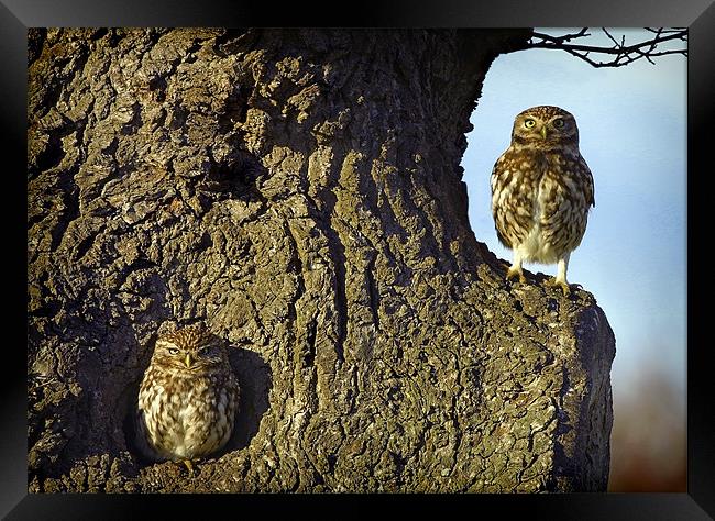 LITTLE GUARDIAN Framed Print by Anthony R Dudley (LRPS)