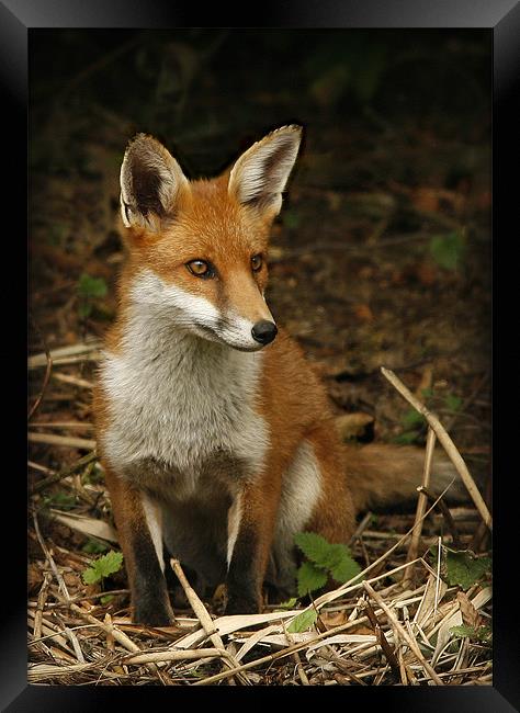 FOX Framed Print by Anthony R Dudley (LRPS)