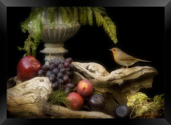 ROBIN AND FRUIT Framed Print by Anthony R Dudley (LRPS)