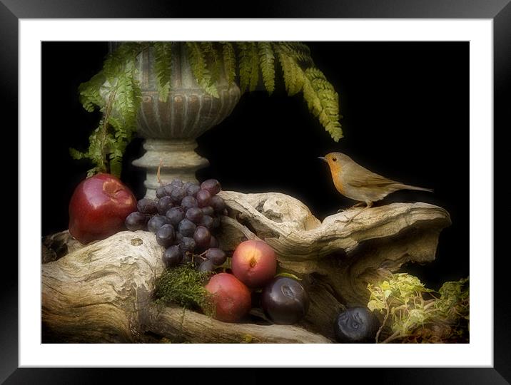 ROBIN AND FRUIT Framed Mounted Print by Anthony R Dudley (LRPS)