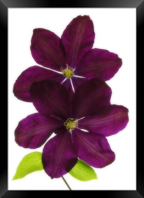 CLEMATIS Framed Print by Anthony R Dudley (LRPS)