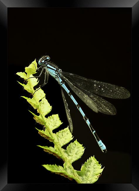 COMMON BLUE DAMSELFLY Framed Print by Anthony R Dudley (LRPS)