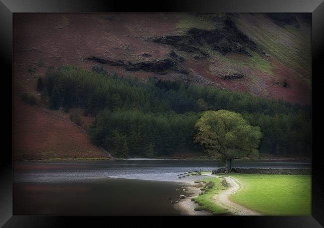 THE LONE OAK BUTTERMERE Framed Print by Anthony R Dudley (LRPS)
