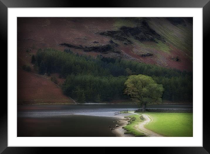 THE LONE OAK BUTTERMERE Framed Mounted Print by Anthony R Dudley (LRPS)