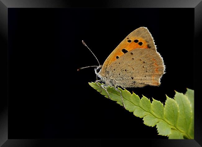 SMALL COPPER Framed Print by Anthony R Dudley (LRPS)