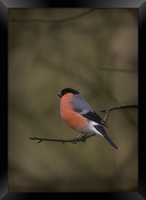 BULLFINCH Framed Print by Anthony R Dudley (LRPS)