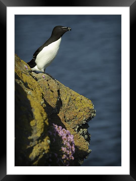 RAZORBILL Framed Mounted Print by Anthony R Dudley (LRPS)