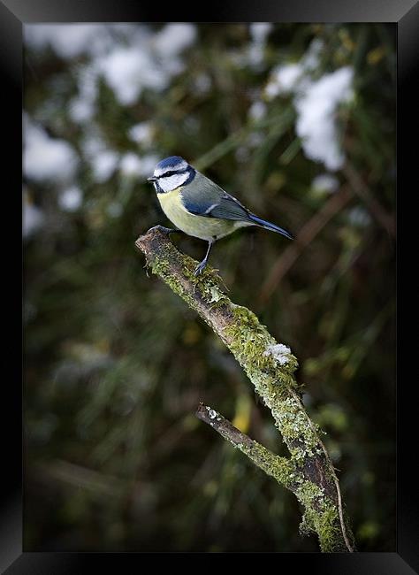 BLUE TIT IN THE SNOW Framed Print by Anthony R Dudley (LRPS)