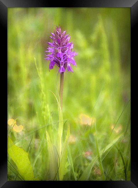 PYRAMIDAL ORCHID Framed Print by Anthony R Dudley (LRPS)
