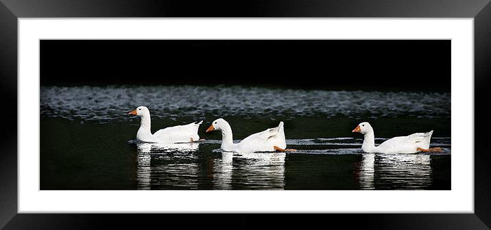 GOOSE CHASE Framed Mounted Print by Anthony R Dudley (LRPS)