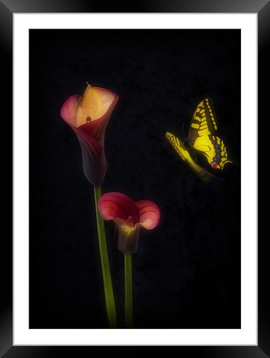 THE BUTTERFLY Framed Mounted Print by Anthony R Dudley (LRPS)