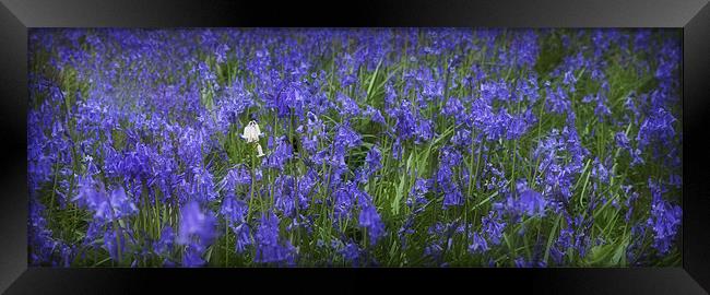 BLUEBELLS Framed Print by Anthony R Dudley (LRPS)