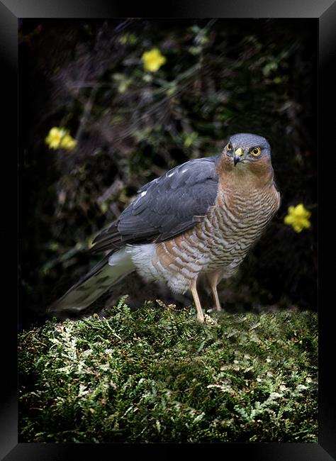 SPARROW HAWK Framed Print by Anthony R Dudley (LRPS)
