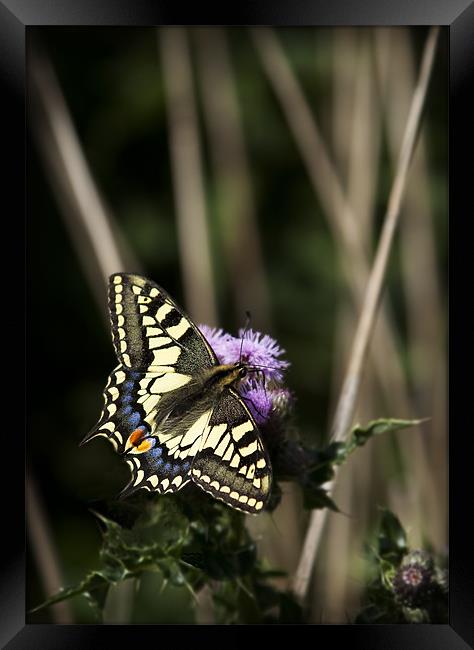 SWALLOWTAIL BUTTERFLY Framed Print by Anthony R Dudley (LRPS)