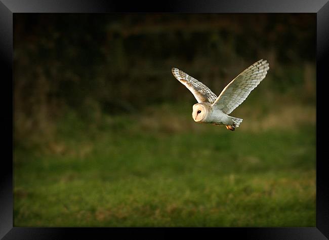 BARN OWL IN FLIGHT Framed Print by Anthony R Dudley (LRPS)