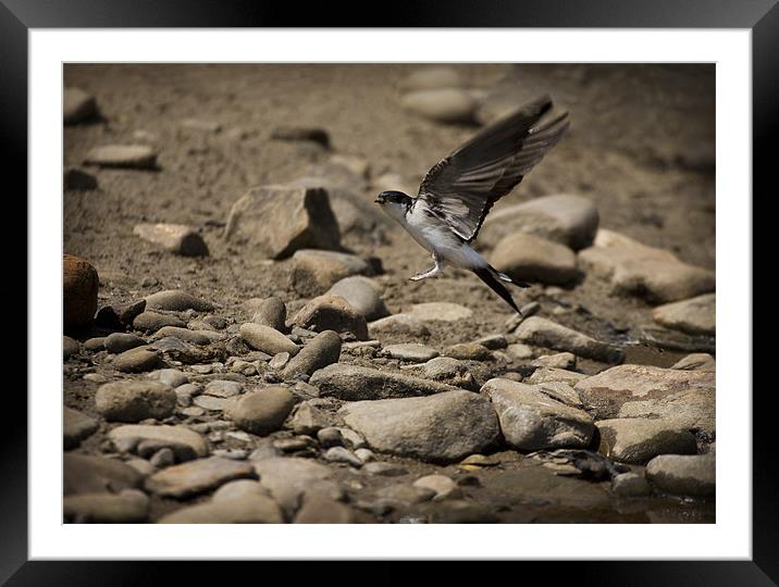 HOUSE MARTIN IN FLIGHT Framed Mounted Print by Anthony R Dudley (LRPS)