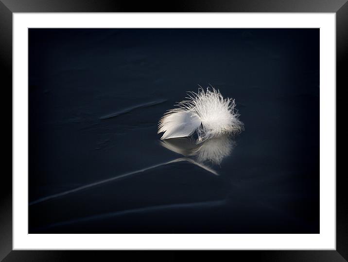 SWAN FEATHER ON ICE Framed Mounted Print by Anthony R Dudley (LRPS)