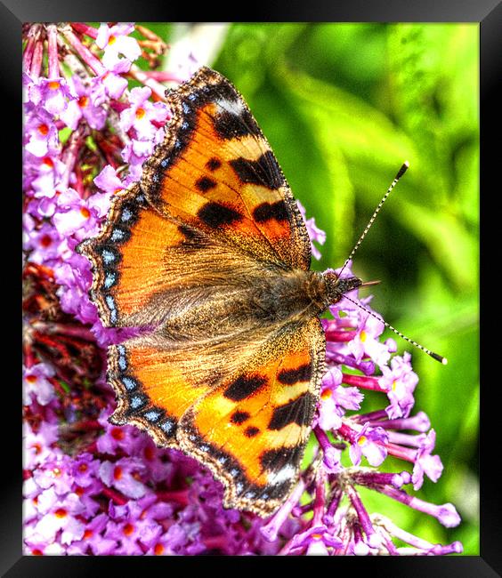 The Small Tortoiseshell Butterfly Framed Print by stephen walton