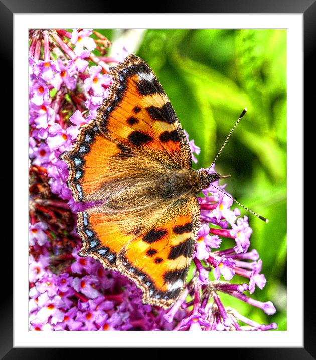 The Small Tortoiseshell Butterfly Framed Mounted Print by stephen walton