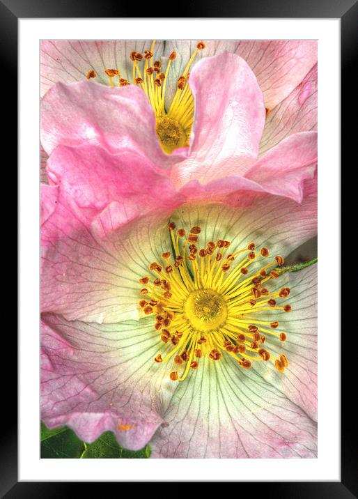 Wild Roses Framed Mounted Print by stephen walton