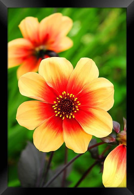 The Yellow and Red Dahlia Framed Print by stephen walton