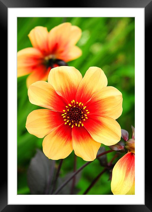 The Yellow and Red Dahlia Framed Mounted Print by stephen walton