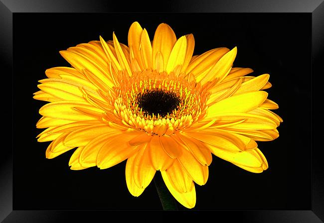 The Gerbera Framed Print by stephen walton