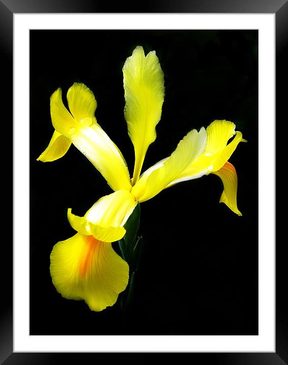 The Yellow Iris Framed Mounted Print by stephen walton