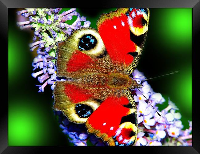 The Peacock Butterfly 3 Framed Print by stephen walton