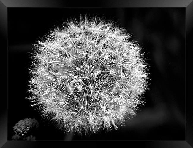 Dandelion Seeds in Black and White Framed Print by stephen walton