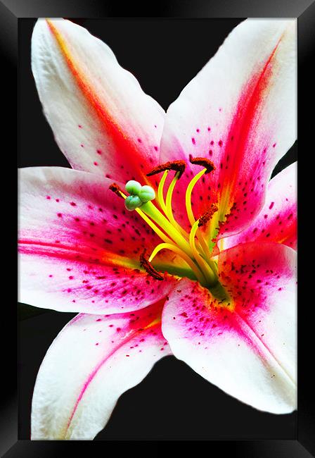 The Lily Framed Print by stephen walton