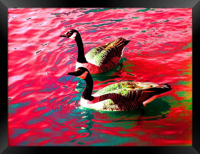 Psychedelic Geese Framed Print by stephen walton