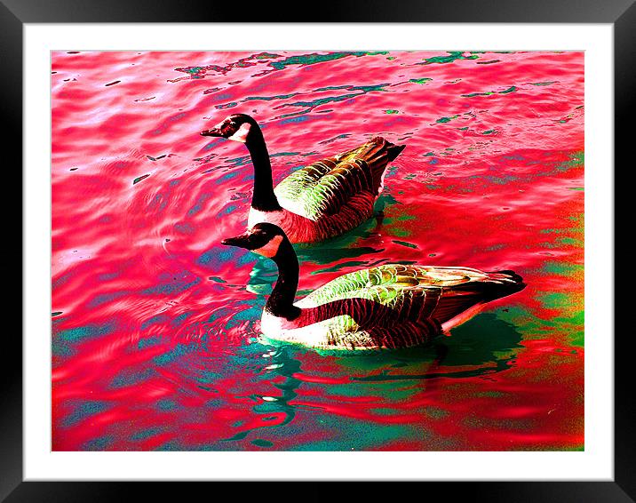 Psychedelic Geese Framed Mounted Print by stephen walton