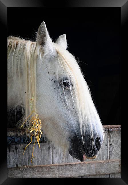 The Horse's Head Framed Print by stephen walton