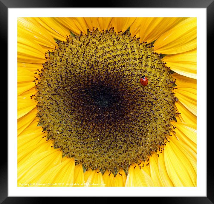 Sunflower and friend Framed Mounted Print by Howard Corlett
