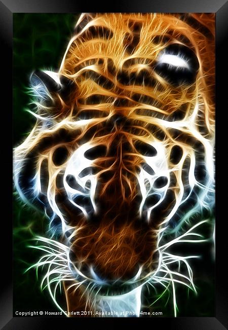 Tiger, tiger, burning bright Framed Print by Howard Corlett