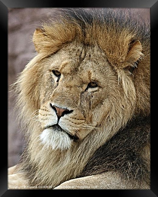 His Majesty! Framed Print by Howard Corlett